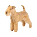 Lakeland Terrier dog