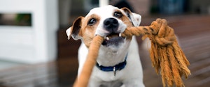 A small dog playing with a rope toy