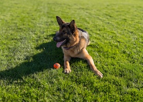 German Shepherd lying on the grass