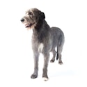 Irish Wolfhound dog