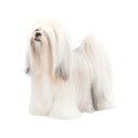 Lhasa Apso dog