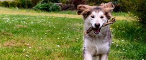 A dog running with a stick in its mouth