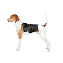 Treeing Walker Coonhound dog