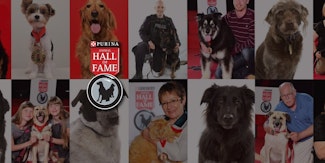 animal hall of fame banner with many dogs