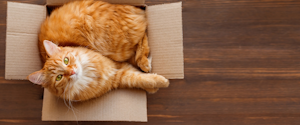 Orange cat laying in a box