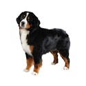 Bernese Mountain dog