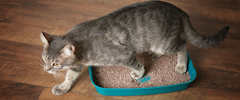 A grey cat using its litter box