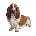 Basset Hound dog