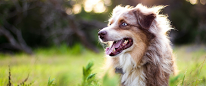 Australian Shepherd in Tall Grass