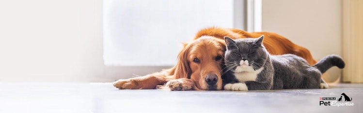 Cat and Dogs Article Homepage Image