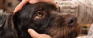 A brown dog being petted