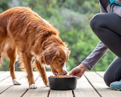 Propriétaire qui nourrit son chien