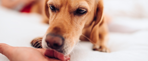 A golden retriever licking a hand