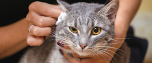 Grey cat having its ears cleaned