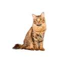 American Bobtail cat