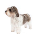 Petit Basset Griffon Vendeen dog