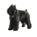 Bouvier des Flandres dog