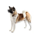 Akita dog