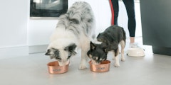 Large grey and white dog and medium black dog eating dog food out of bronze bowls on floor