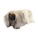 Pekingese dog