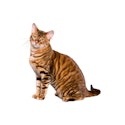 Toyger cat