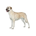 Anatolian Shepherd dog