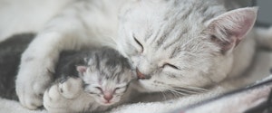 Grey cat cuddling her kitten