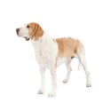 American Foxhound dog