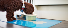 A brown puppy eating from a food bowl