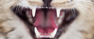 Cat's teeth