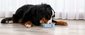 Bernese Mountain Dog eating from a food bowl