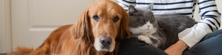 cat and dog sitting on owners lap