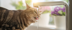 A tabby cat drinking out of a faucet