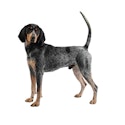 Bluetick Coonhound dog