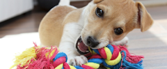 Un chiot jouant avec un jouet en corde