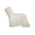 Komondor dog