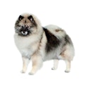 Keeshond dog