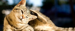 A tabby cat scratching its ear