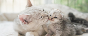 Cat licking a kitten