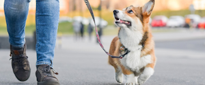 A corgi on a leash