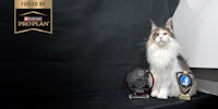 Canadian Cat Association National Winners Fueled by Pro Plan