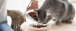 A grey cat eating kibble