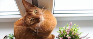 An orange cat sitting at a window near flowers