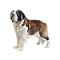 Saint Bernard dog