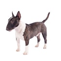 Miniature Bull Terrier dog