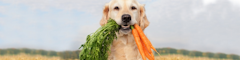 Golden retriever holding carrot in mouth