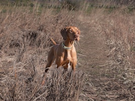 Vizsla standing in the grass 