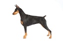 Doberman Pinscher