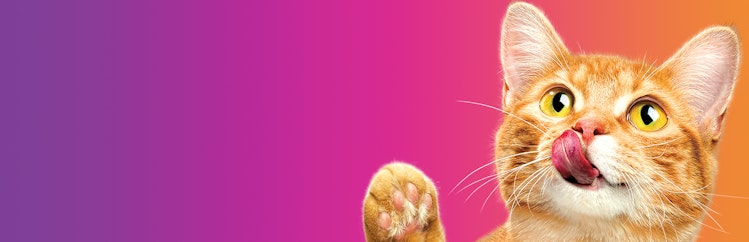 Produits alimentaires pour chats Friskies posés à plat sur un fond dégradé allant du violet à l’orange