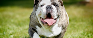 A bulldog with its tongue sticking out